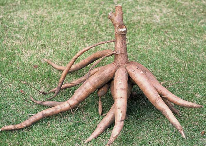 CASSAVA (Manihot esculenta Crantz)