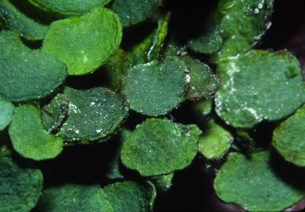 GREEN ALGAE (halimeda opuntia)