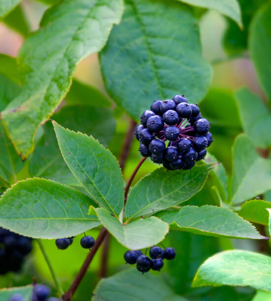 SIBERIAN GINSENG FRUIT (E. Senticosus)