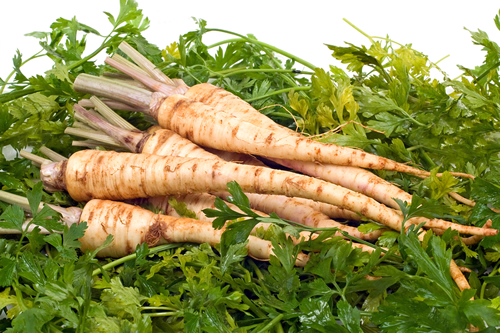 PARSLEY ROOT