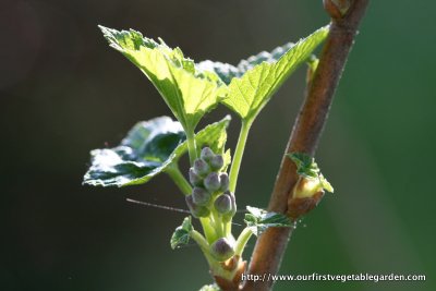 BLACK CURRANTS - BUDS
